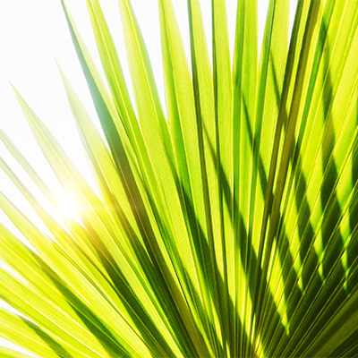 Light green grass